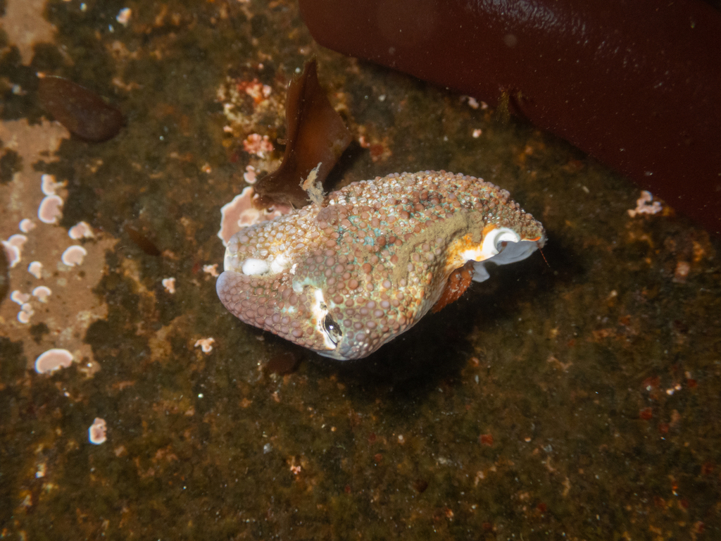 thickclaw porcelain crab