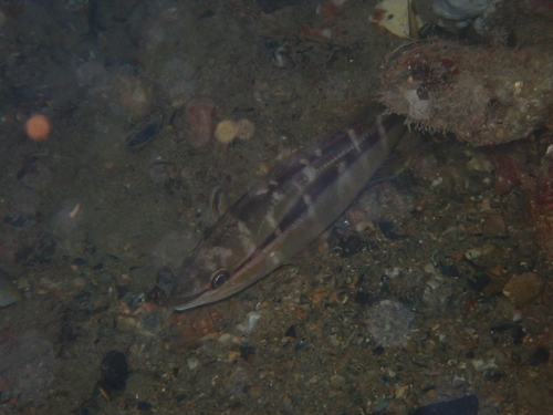Pentapodus vitta