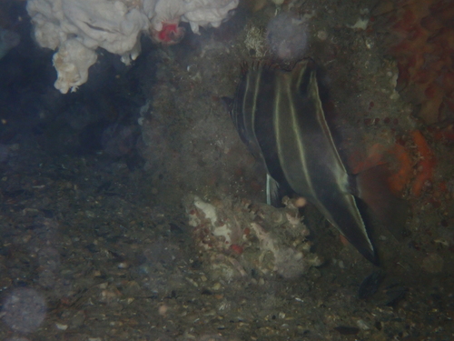 Chelmonops curiosus