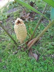Zamia prasina