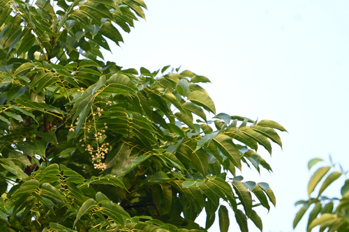 Toona ciliata observed 2026-05-07