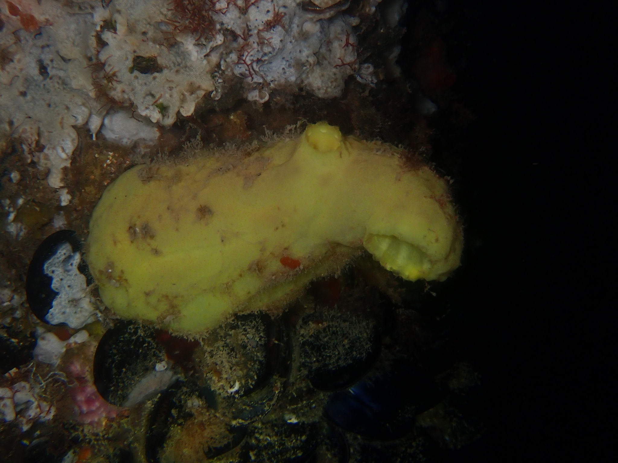 Phallusia obesa (Herdman, 1880)