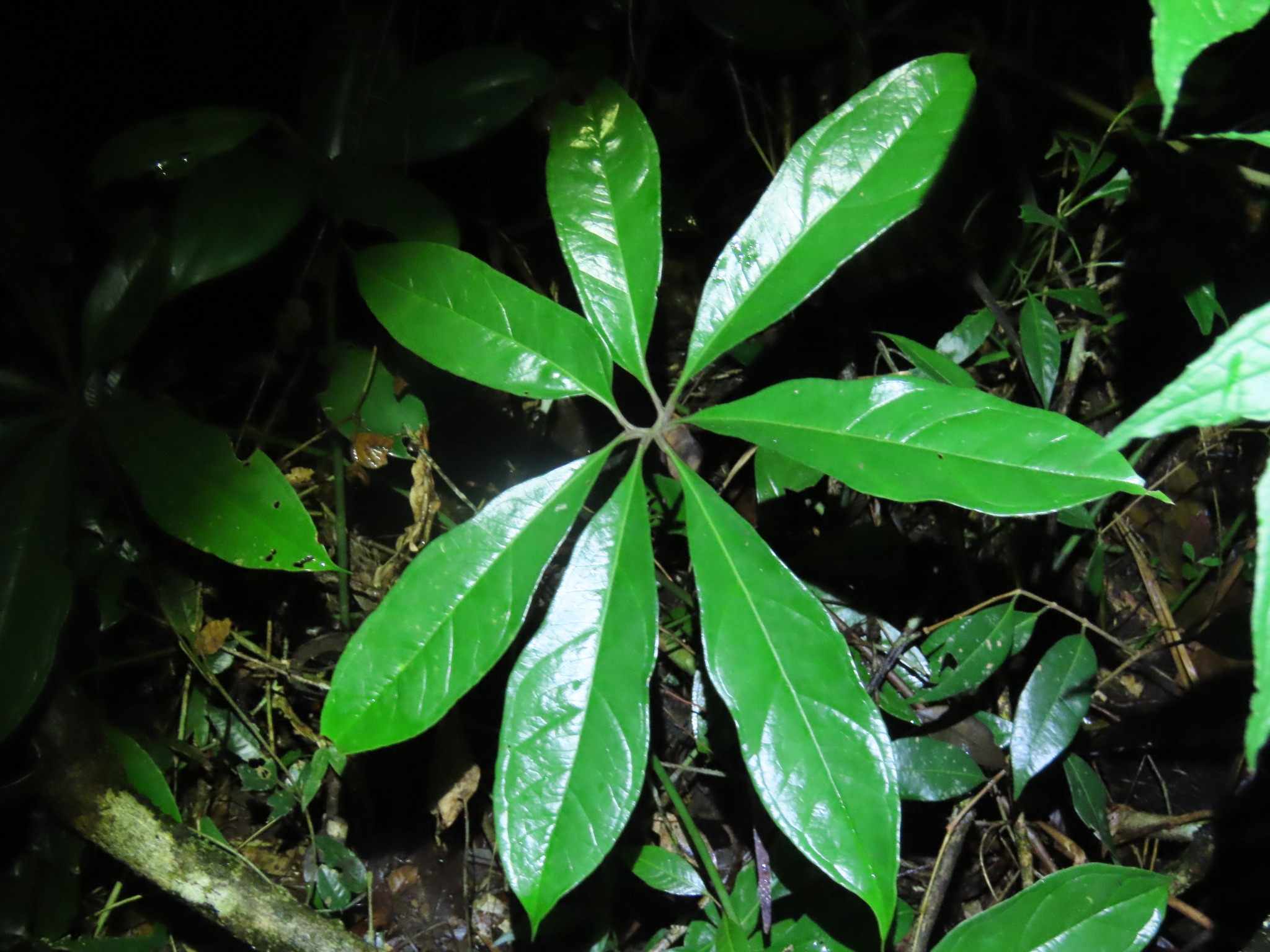 Anthurium sinuatum Benth. ex Schott 2