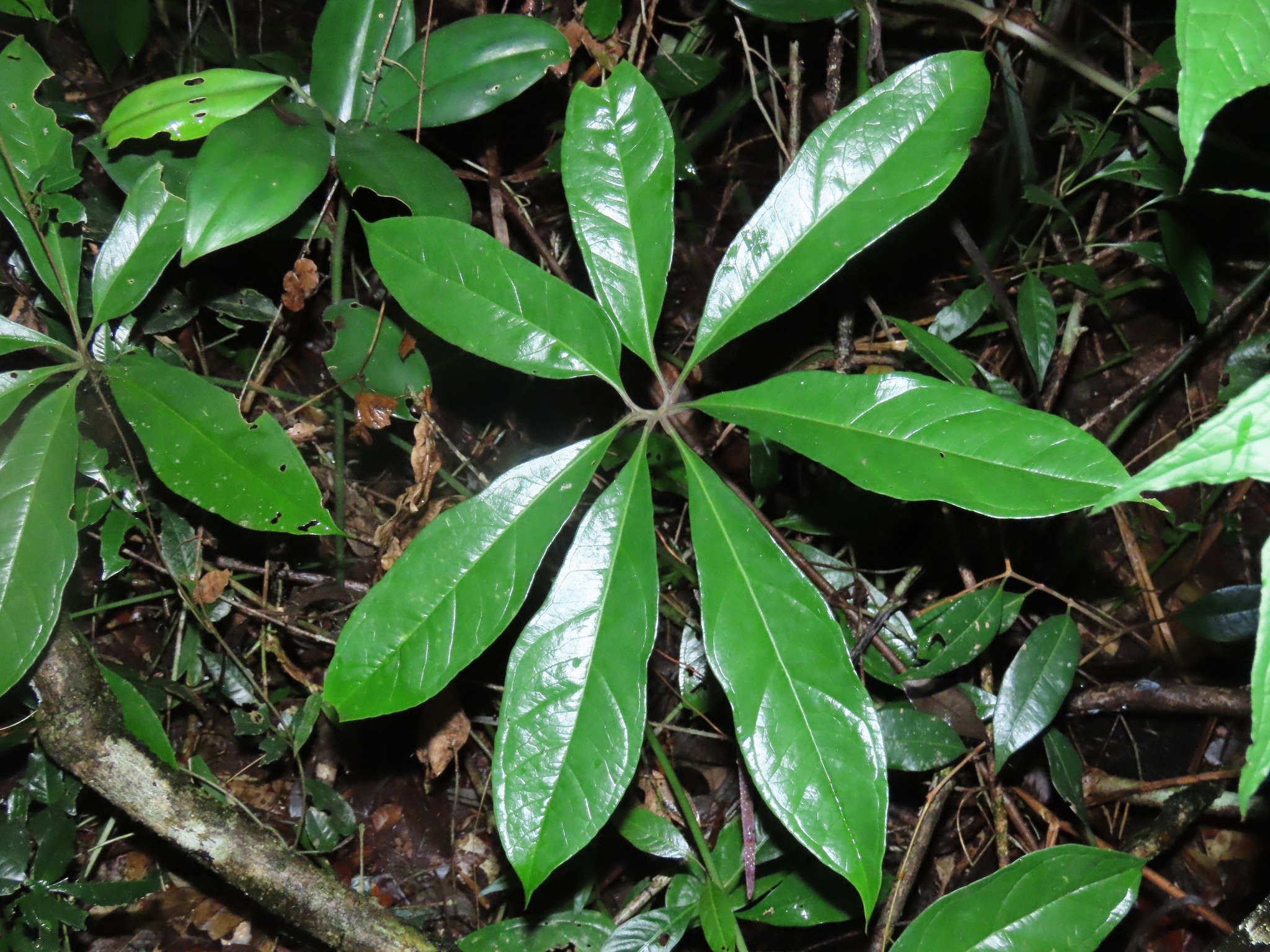 Anthurium sinuatum Benth. ex Schott