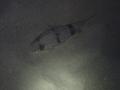 Torquigener pleurogramma