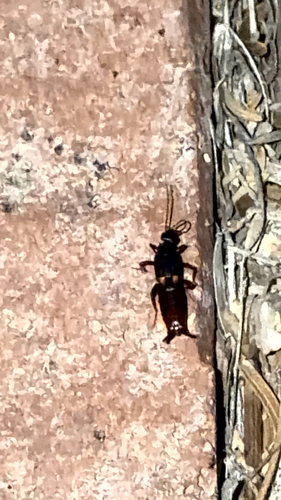 Toothed Earwig