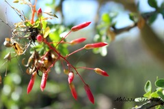 Fouquieria macdougalii