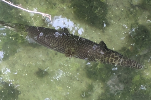 Lepisosteus platyrhincus