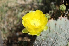 Opuntia gosseliniana