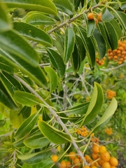 Pittosporum pentandrum