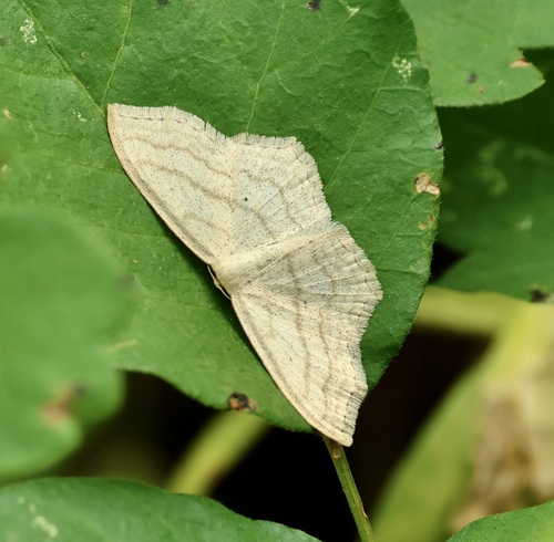 iNaturalist observation photo of Simple Wave