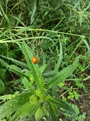 Coelophora inaequalis