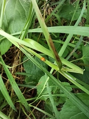 Coelophora inaequalis