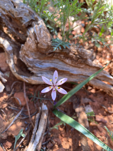 inland star lily