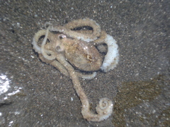 Amphioctopus