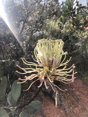 Oreocallis grandiflora