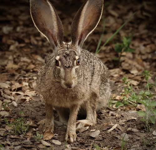 iNaturalist observation photo of Black-tailed Jackrabbit