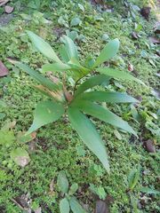 Zamia prasina