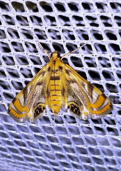 Margarosticha repetitalis