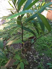 Zamia prasina
