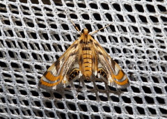 Margarosticha repetitalis