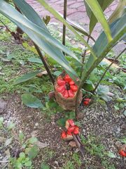 Zamia prasina