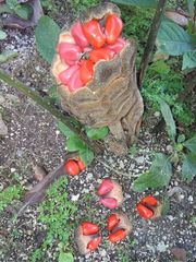 Zamia prasina