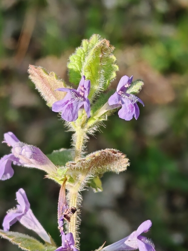 Glechoma hirsuta, photograph 6