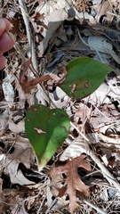 Smilax glauca