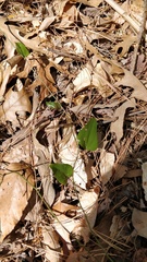 Smilax glauca