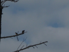 Microhierax fringillarius