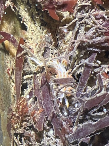 Orienthella piunca