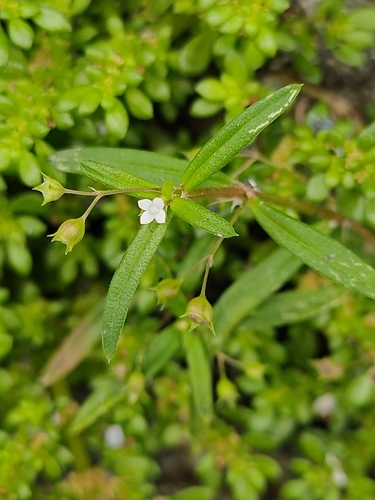 Oldenlandia corymbosa