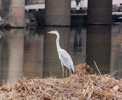 Ardea cinerea