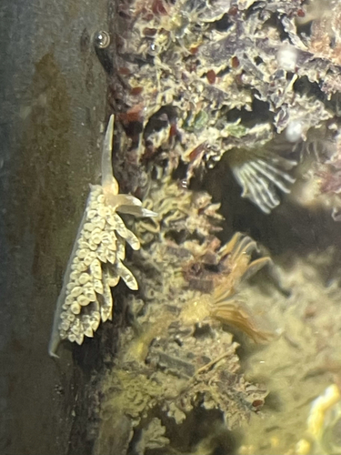 Anteaeolidiella chromosoma