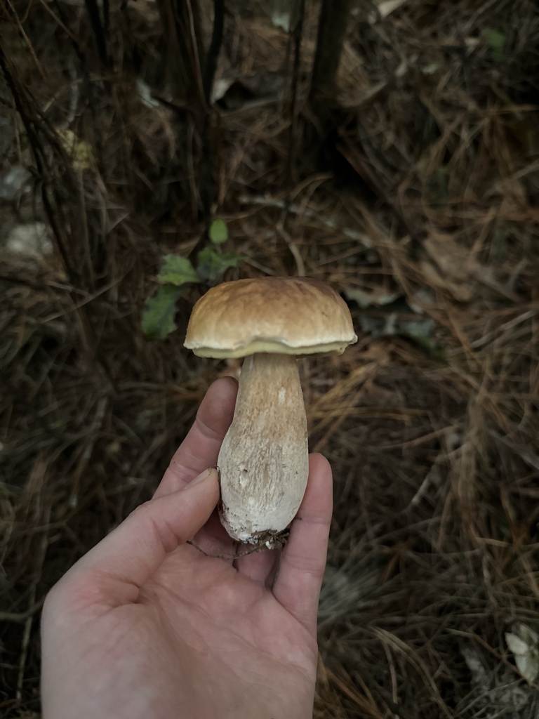 Boletus edulis · May 2026 · photo: © marmalade101 (iNaturalist, cc0)