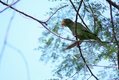 Amazona xantholora