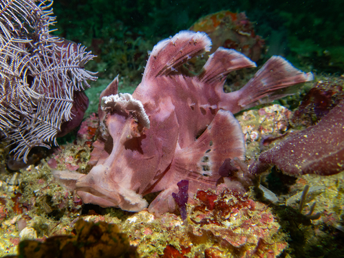 Rhinopias eschmeyeri