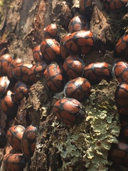 Ogdoecosta biannularis