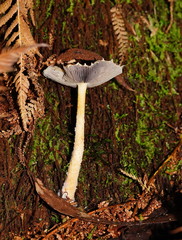 Stropharia formosa