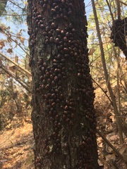 Ogdoecosta biannularis