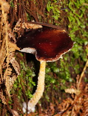 Stropharia formosa
