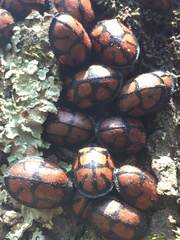 Ogdoecosta biannularis