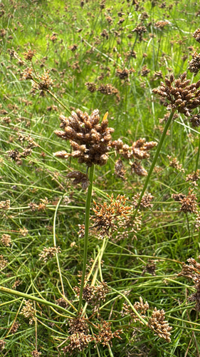 Fimbristylis cymosa observed 2026-05-07