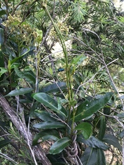 Xylocopa bombylans