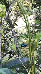 Xylocopa bombylans