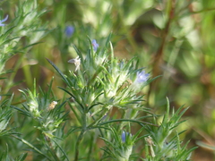 Eriastrum filifolium