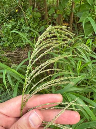 Digitaria insularis observed 2026-05-07