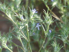 Eriastrum filifolium