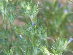 Eriastrum filifolium